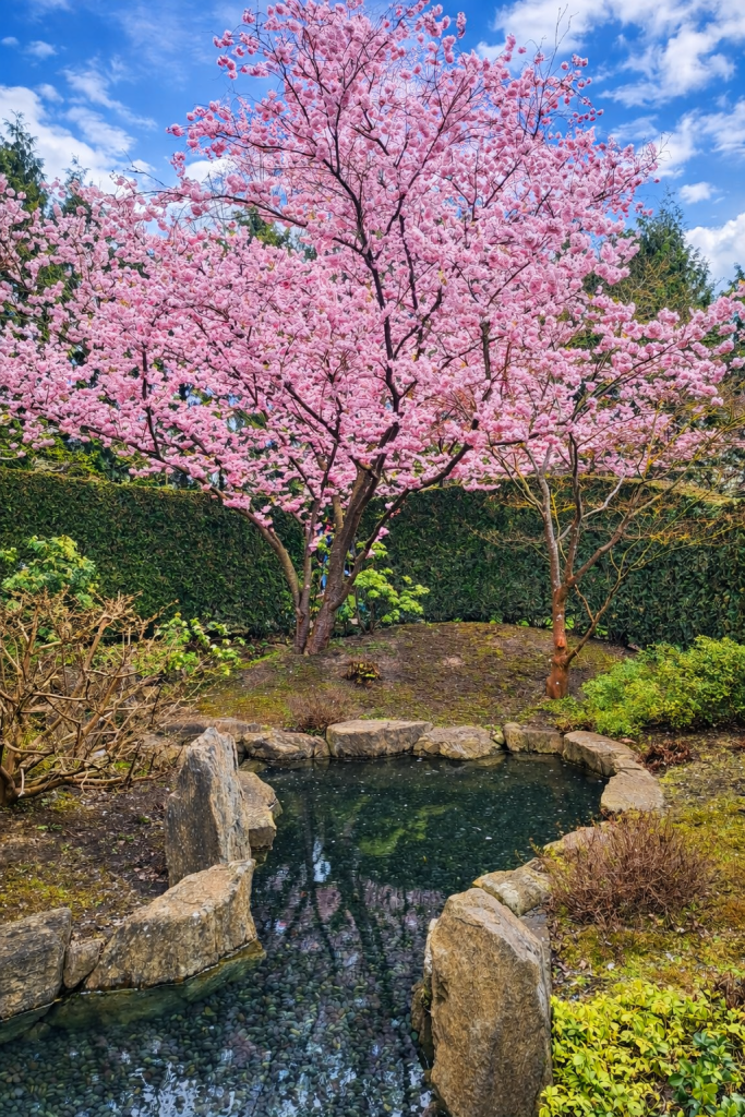 Japanische Kirschblüte Kirschblüte in den Gärten der Welt in Berlin